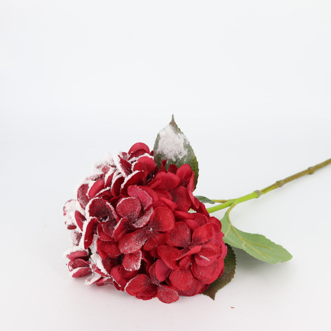 Hydrangea Flower With Snow