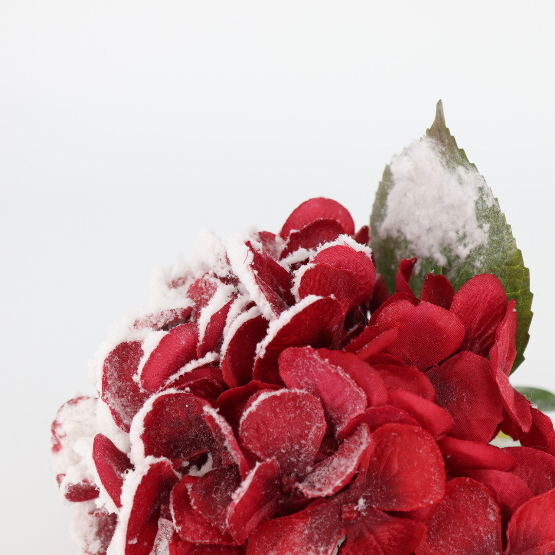 Hydrangea Flower With Snow