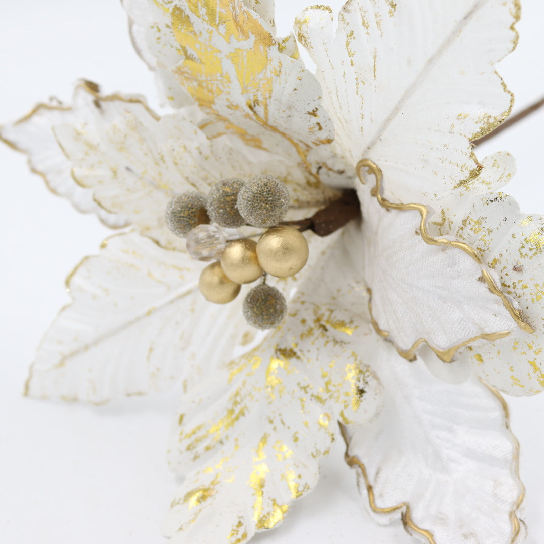 White/Gold Poinsettia Flower