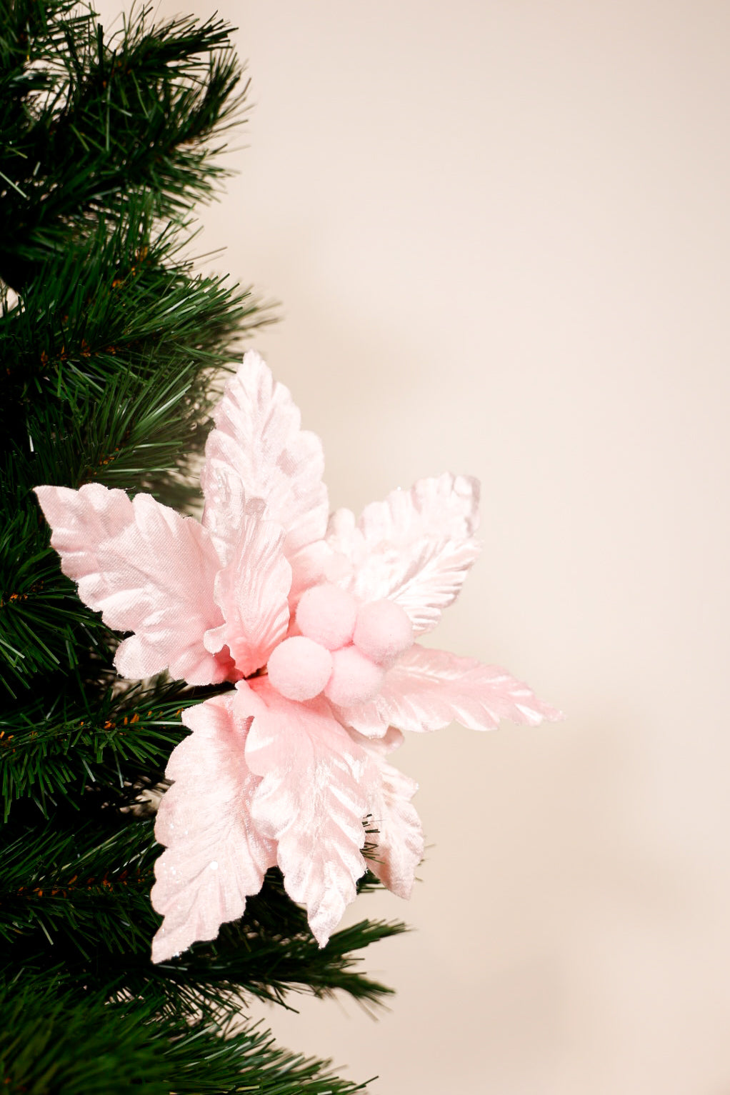 Baby Pink Flower Poinsettia