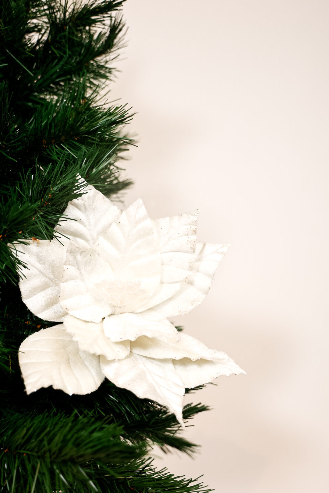 White Poinsettia Flower